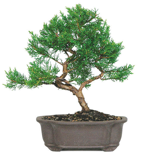 Juniper Bonsai